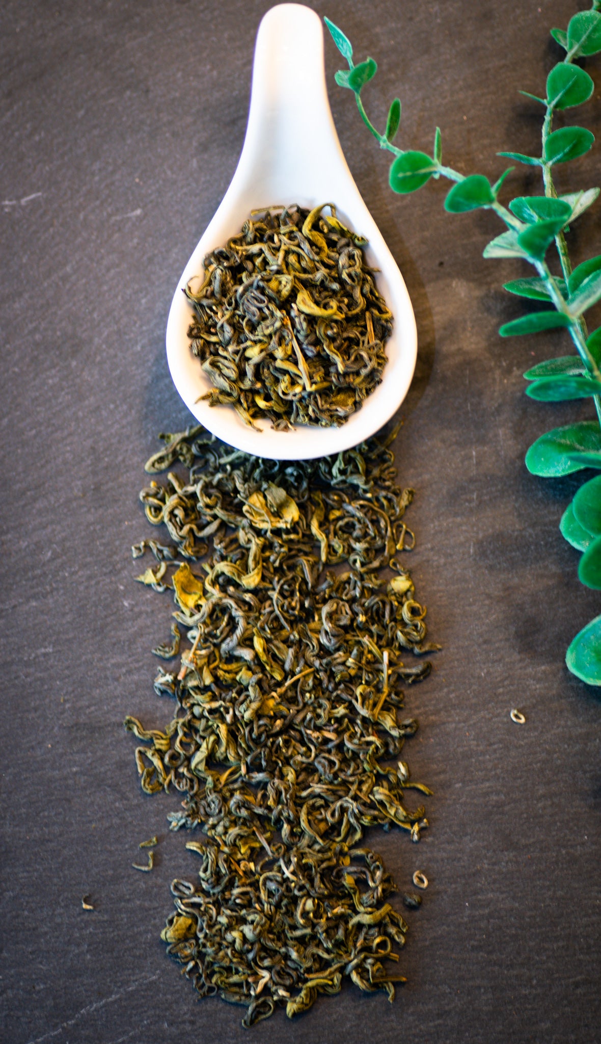 Oolong