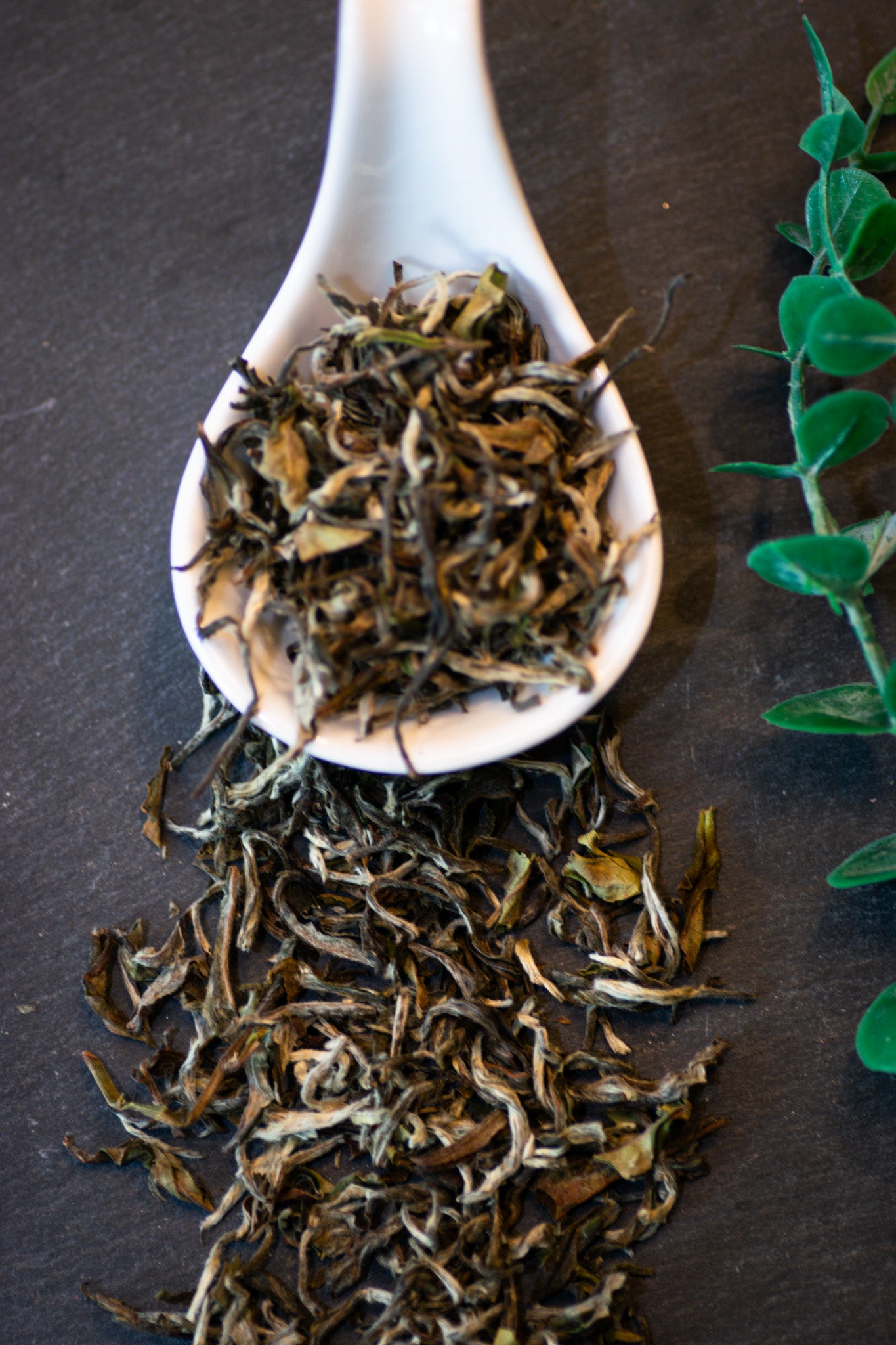 Silver Needle White Tea