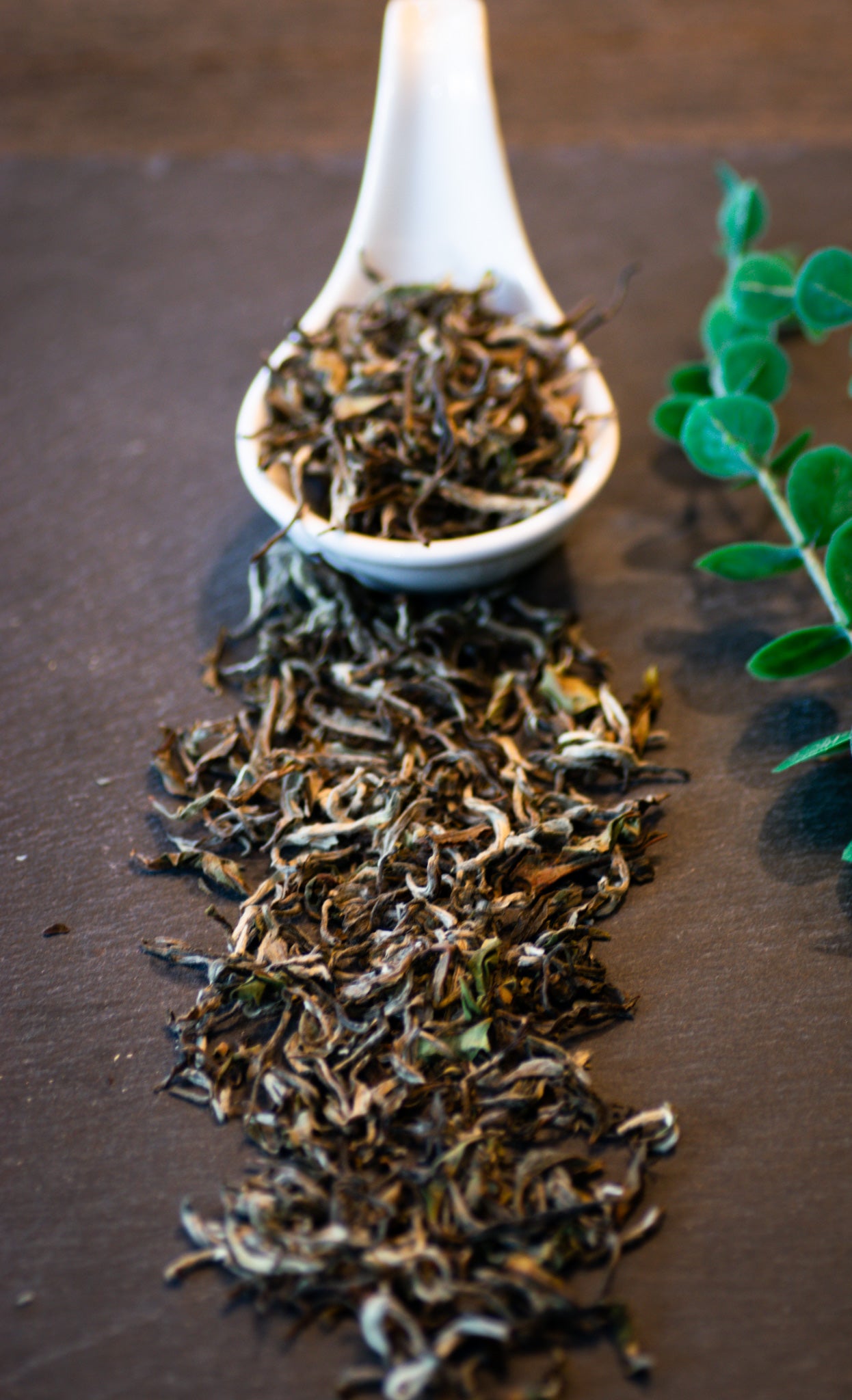 Silver Needle White Tea